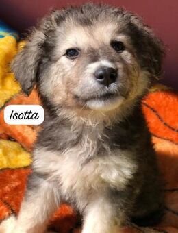 Isotta 💛💛💛 möchte Familienhund werden - Bad Karlshafen