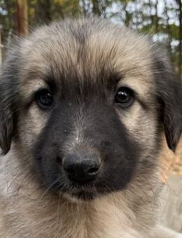 Venus, geb. ca. 08/2022, Griechenland - Markdorf