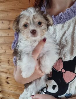 Maltipoo Babys - Weilerswist