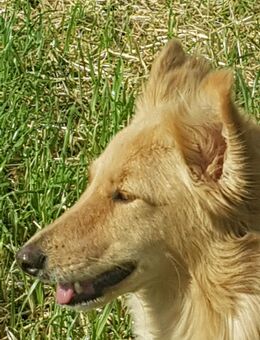 Mann mit Hund für Unternehmungen gesucht. - Düsseldorf