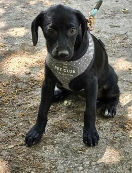 Menschenbezogene kleine DORA sucht♥️ - München