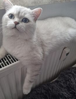 BKH Deckkater kein verkauf - Marl (Nordrhein-Westfalen)