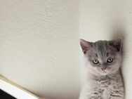 BKH Britisch Kurzhaar Katze Kitten Blau Reinrassig - Lenzkirch