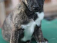 GEORGIA - Welpenalarm! 🐶❤️ - Neudenau