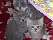 BKH KITTEN 12 Wochen alt - Dortmund