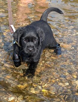 Wunderschöne reinrassige Labrador Welpen zu verkaufen - Riedenburg