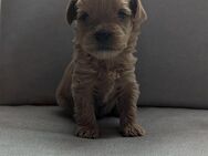 Pudel Mix Welpen - Yorkiepoo - Nauen