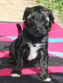 Kirsei-Kra Tibet Terrier Welpen ( VDH / ILT ) in 57584