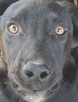 Jannik sehnt sich so nach Zuneigung 🐾 - Elsdorf (Nordrhein-Westfalen)