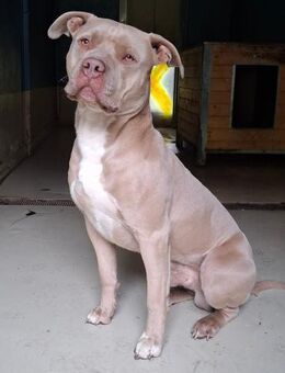 Stafford Fans gesucht - Bad Belzig