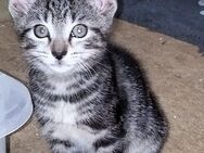 British kurzhaar Babykitten suchen ein liebevolles Zuhause ♥️ - Frankfurt (Main)