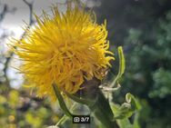 Riesen- Flockenblume, Großköpfige Flockenblume (Centaurea macrocephala) - Horgenzell