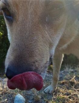 🆘NOTFALL🆘 Freigeist Julian❤️ - Eislingen (Fils)