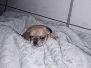 4 Chihuahua Mops Welpen - Magdeburg