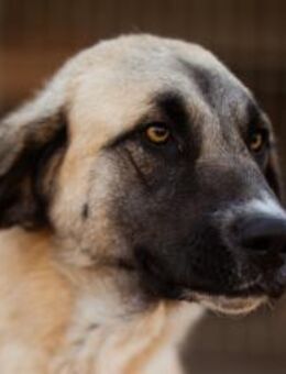 Sofia 💗 liebe und aktive HSH-Junghündin - Hamburg