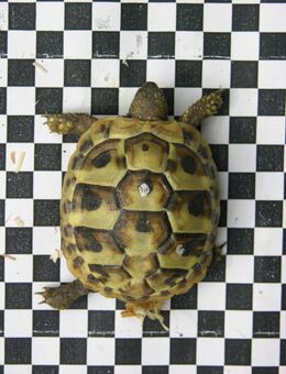 Griechische Landschildkröten Nachzuchten 2024 - Taufkirchen (Landkreis München)