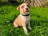 Noch 3 von 4 süße Australian Shepherd Mix Welpen - Asendorf (Landkreis Diepholz)