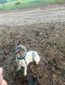 French Bulldog zu verkaufen - Hagenow