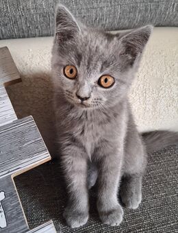 BKH kitten - Salzgitter