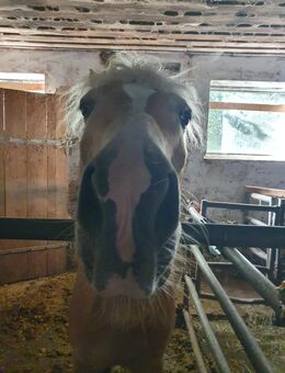 Beistellpony gesucht! - Zell