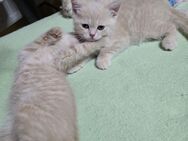 BKH Kitten - Iserlohn