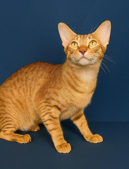 Orientalisch Kurzhaar Kitten, 13 Wochen, abholbereit – 1 Katze, 2 Kater - Neumünster