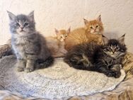 Maine Coon Kitten - Nienburg (Weser)