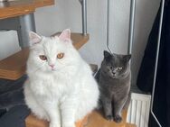 2 Katzen zu verkaufen (Geschwisterpaar) 300€ - Karlsruhe