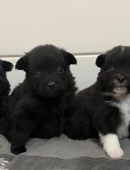 Pomchi Welpen Pomeranian / Chihuahua - Steinfurt