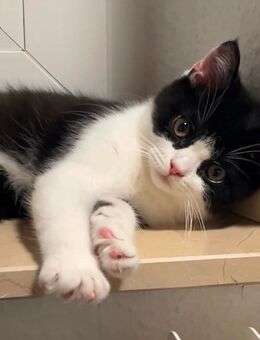 Schwarz-weißer Kater mit Kuschelfaktor sucht ein liebevolles Zuhause - Mönchengladbach