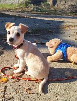 Rombusz sucht Liebe und Geborgenheit ! - Dortmund