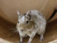 Vierer-Gruppe von freundlichen Degu-Weibchen abzugeben, eines davon in Piebald (Sonderfarbe) - Bad Sooden-Allendorf