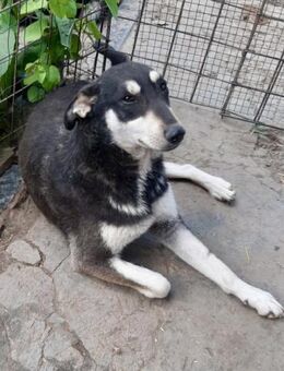 Betty - auf 3 Beinen unterwegs - Weilheim (Oberbayern)