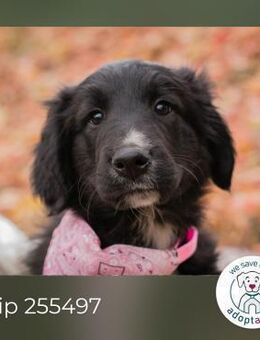 Chip 255497: Hundekind sucht ein Zuhause - Kirchzell