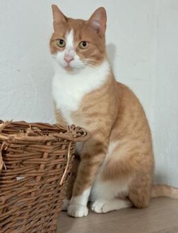 🐾 Charmanter Kater Oreo 🐾 - Eislingen (Fils)