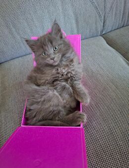 Maine Coon Mischling Kitten. Weiblich - Lübbecke