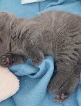 BKH Kitten reinrassig - Celle