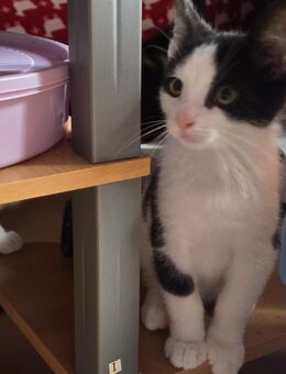 Katzenkitten zu verkaufen - Witten