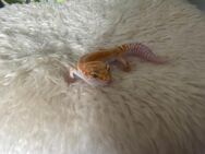 Leopardgecko Tangerine Tremper Albino 1.0 - Marburg