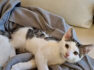 Kitten 12 Wochen alt abzugeben - Walsrode