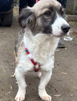 natalie 3-Jährige Mischlingshündin - Kassel