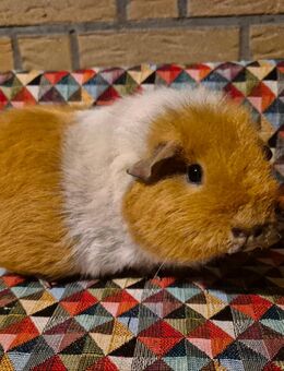 Rex Meerschweinchen Zuchtverkleinerung Jungtiere An Liebhaber - Bad Zwischenahn