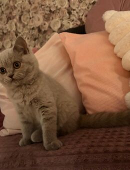 BKH Kitten Weibchen noch verfügbar - Bergkamen