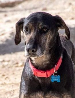 Wendy - Liebevolle Hündin - Bad Camberg