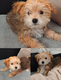 Zuhause für immer gesucht!!! Malteser- Yorkshire Terrier-Welpe - Stephanskirchen