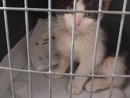 Lux Pascal aus dem Tierschutz - Grevenbroich