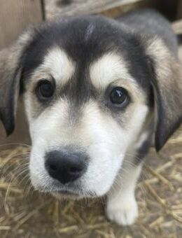 Lucy - aufgeschlossen und lernfreudig - Hamburg