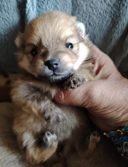 Pomeranian Zwergspitz Welpen - Erfurt