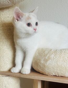 Süße Bkh Britisch Kurzhaar Kitten,tragen odd eyed - Gotha