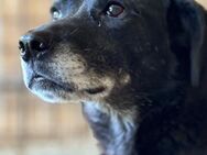 Friedi möchte gesehen werden 🐾 - Elsdorf (Nordrhein-Westfalen)